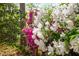 Close up of beautiful white and pink azaleas in full bloom on the property at 2852 Rue Sans Famille, Raleigh, NC 27607