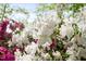 Up close image of vibrant azaleas in full bloom, showcasing the natural beauty of the landscape at 2852 Rue Sans Famille, Raleigh, NC 27607