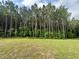 Expansive backyard with a lush green lawn surrounded by tall, mature trees at 437 Earnest Way, Kenly, NC 27542