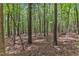 A densely wooded area with tall trees and sunlight filtering through the canopy creates a peaceful natural setting at 604 Young Forest Dr, Wake Forest, NC 27587