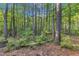 Wooded backyard featuring mature trees, lush ground cover, and serene natural setting at 924 Lynn Rd, Durham, NC 27703