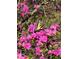 Vibrant pink azaleas provide a stunning backdrop for a butterfly at 158 Poplar St # A, Chapel Hill, NC 27516