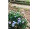 Charming garden featuring lush hydrangea bushes with a variety of colorful blooms at 158 Poplar St # A, Chapel Hill, NC 27516