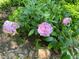 Beautiful pink peonies add a touch of elegance to this well-maintained garden at 158 Poplar St # A, Chapel Hill, NC 27516