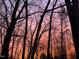 Beautiful orange sky with the silhouette of trees in the foreground at 158 Poplar St # A, Chapel Hill, NC 27516