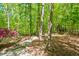Wooded yard with pink flowers and mature trees surrounding a cozy wooded cabin at 158 Poplar St # A, Chapel Hill, NC 27516