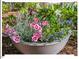 Close up of a flower pot filled with pink, blue, and white flowers at 4 N Poston Ct, Durham, NC 27705