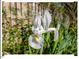 Close-up of a beautiful white flower with a yellow center, surrounded by greenery and a wooden fence at 4 N Poston Ct, Durham, NC 27705