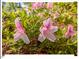 Up-close shot of blooming pink azalea flowers, adding natural beauty at 4 N Poston Ct, Durham, NC 27705