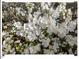 Profusion of white azalea blossoms creates a beautiful display at 4 N Poston Ct, Durham, NC 27705