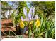 Beautiful iris in bloom showing white petals and yellow accents at 4 N Poston Ct, Durham, NC 27705