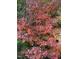 Eye-catching foliage with vibrant autumn colors adds natural beauty to the property at 1029 Frank Page Dr, Cary, NC 27519