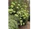 Lush hydrangea bush with green flowers offers charm to the manicured yard at 1029 Frank Page Dr, Cary, NC 27519