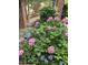 Beautiful blooming hydrangeas in shades of pink and blue add a touch of elegance to the garden at 1029 Frank Page Dr, Cary, NC 27519