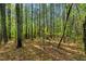 Lush wooded area showcasing the natural beauty and serene privacy of the property's surroundings at 452 Dogwood Trl, Henderson, NC 27537