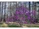 A purple magnolia in full bloom is set against a backdrop of tall trees at 7129 Dexter Rd, Oxford, NC 27565