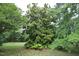 Lush greenery surrounds this large, private yard at 7129 Dexter Rd, Oxford, NC 27565