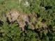 Overhead shot of wooded property highlighting the abundance of trees and potential for development or privacy at 000 Olivia Pope Way, Efland, NC 27243