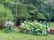 Hydrangea bushes planted in a backyard garden, bordered by trees and greenery at 308 Sunset Creek Cir, Chapel Hill, NC 27516