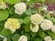 Close up of white flowering hydrangea bushes with lush green foliage at 308 Sunset Creek Cir, Chapel Hill, NC 27516