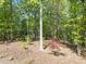 Beautiful wooded backyard featuring tall trees, lush greenery, and natural mulch ground cover at 4924 Theys Rd, Raleigh, NC 27606