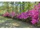 Landscaped backyard featuring blooming azaleas and lush greenery at 8120 Stillbreeze Dr, Fuquay Varina, NC 27526
