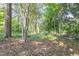 View of wooded lot. Mature trees provide a peaceful, natural setting at 2506 N Duke St, Durham, NC 27704