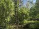 Sunlight shines through a dense wooded area, showcasing vibrant green foliage at 529 Sunset Dr, Fuquay Varina, NC 27526