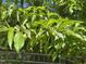 Close-up of a fruit tree branch with ripening fruit, showing healthy growth and potential for fresh produce at 5600 Treestand Ct, Garner, NC 27529