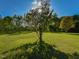 Scenic view of a lush green yard with mature trees under a bright blue sky at 4170 Buckhorn Rd, Sanford, NC 27330