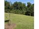 Expansive backyard with a young tree and lush green lawn, offering privacy and plenty of space at 755 Bachelor Gulch Way, Apex, NC 27523