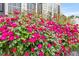 A vibrant array of pink roses in the front yard at 40 Senter Farm Ct, Fuquay Varina, NC 27526