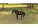 Close up of a horse on a grassy field at 6600(A) Maynard Farm Rd, Chapel Hill, NC 27516