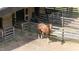 Horses in a secure paddock area with wood fencing at 6600(A) Maynard Farm Rd, Chapel Hill, NC 27516