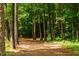 Walking path in the community surrounded by tall trees and natural landscape at 132 Deardom Way, Chapel Hill, NC 27516