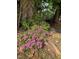 Landscaped front yard with a vibrant display of pink flowers, adding charm and curb appeal to the property at 330 W King St, Hillsborough, NC 27278