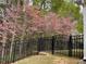 Backyard with black fence, pink trees, and grassy lawn at 2565 Bent Green St, Raleigh, NC 27614