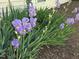 Garden bed with blooming iris and mulch at 2565 Bent Green St, Raleigh, NC 27614