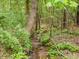Natural creek running through a wooded lot with ferns and a tree-filled backdrop at 3009 Pleasant Hill Church Rd, Siler City, NC 27344
