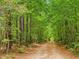 View of a private dirt road flanked by lush, green trees leading to the property at 3009 Pleasant Hill Church Rd, Siler City, NC 27344
