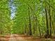 Image of a tree-lined, private dirt road leading to the property at 3009 Pleasant Hill Church Rd, Siler City, NC 27344