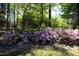 Lush azaleas add vibrant color to the peaceful wooded garden at 4101 John S Raboteau Wynd, Raleigh, NC 27612