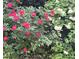 Lush landscaping includes red roses and white hydrangeas adding color and charm at 304 Parkridge Dr, Clayton, NC 27527