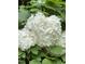 Close up of a white snowball bush in full bloom adds beauty to this landscape at 304 Parkridge Dr, Clayton, NC 27527