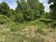 View of beautiful wooded property with varied greenery, ideal for outdoor activities and relaxation at 113 Pineview Dr, Louisburg, NC 27549