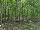 Lush, wooded area with mature trees and ground cover, creating a natural and serene environment at 113 Pineview Dr, Louisburg, NC 27549