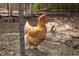 Close-up of a healthy, free-range chicken in its natural habitat behind the chicken coop at 1603 Hermitage Ct, Durham, NC 27707