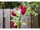 Beautiful red roses blooming in garden at 1603 Hermitage Ct, Durham, NC 27707