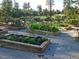 Beautiful community garden with plots of healthy vegetables ready for harvest at 208 Vervain Way, Holly Springs, NC 27540