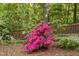 Close-up of vibrant pink azalea bush and hosta with mulched bed, lush landscaping, and fenced perimeter at 105 Bergeron Way, Cary, NC 27519